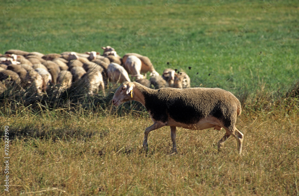 Obraz premium Mouton, race Lacaune, Parc naturel régional des Grands Causses, 12, Aveyron, France