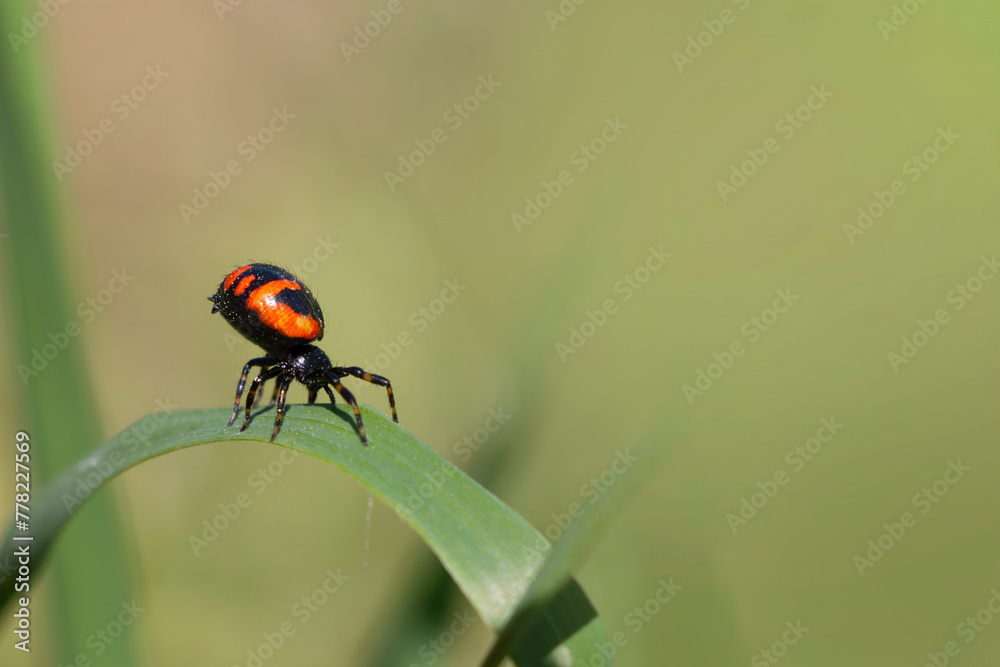 Fototapeta premium Napoleon spider with black and orange colors. Synema globosum.