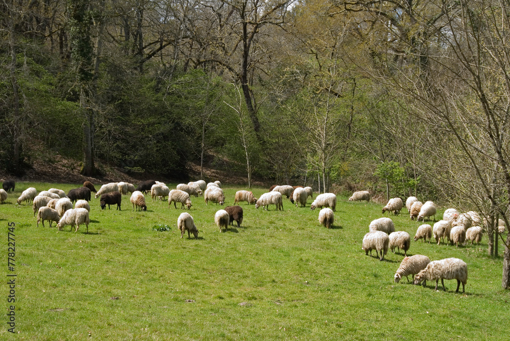 Obraz premium Mouton, race Landaise, Eco musée de Marquéze; Parc naturel des Landes de Gascogne; Région Aquitaine; Sabres; 40, France