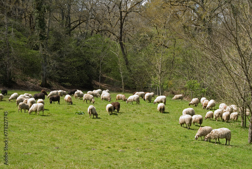 Mouton, race Landaise, Eco musée de Marquéze; Parc naturel des Landes de Gascogne; Région Aquitaine; Sabres; 40, France