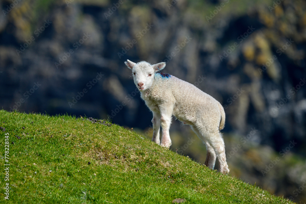 agneau, mouton, jeune, race Shetland, Ile Shetland, Ecosse, Grande Bretagne agneau, mouton, jeune, race Shetland, Ile Shetland, Ecosse, Grande Bretagne