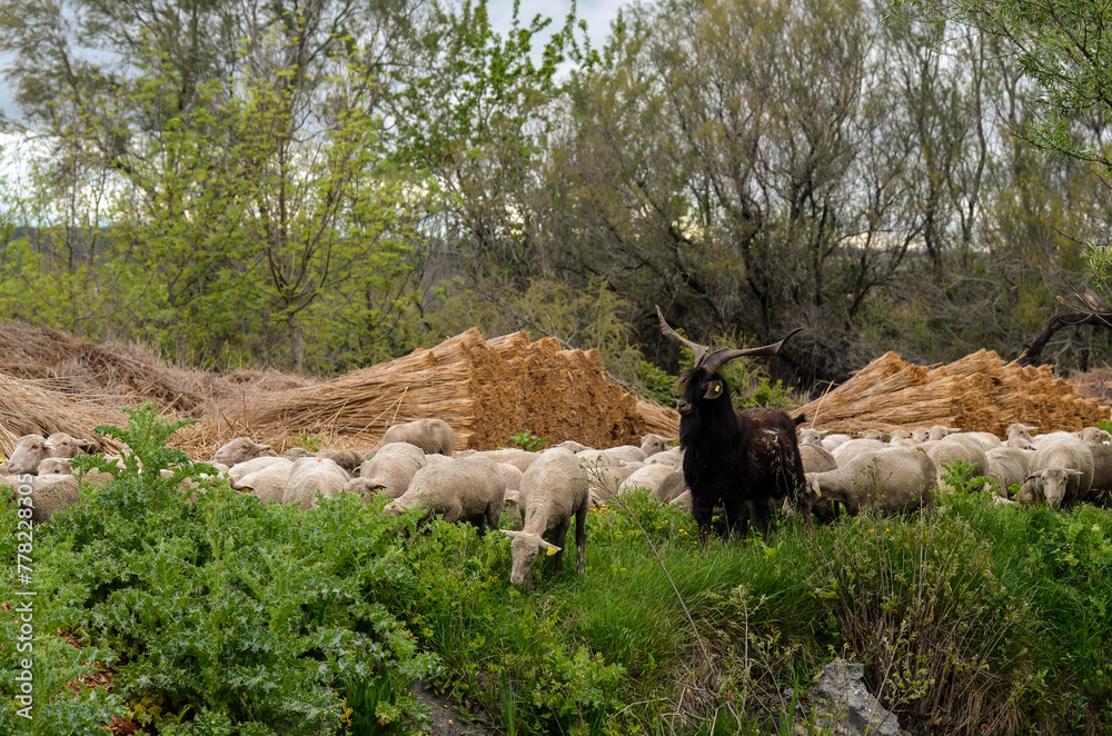 Obraz premium mouton, race Mérinos d'Arles, transhumance, canal du midi, Aigues Mortes, Gard, 30 , Camargue, région Languedoc Roussillon, France