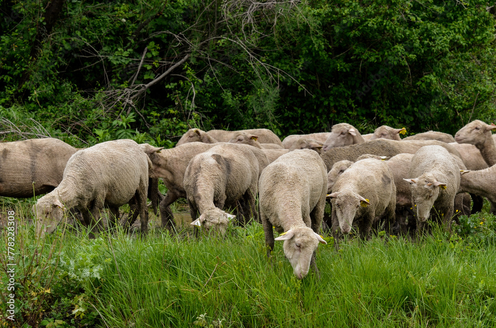 Obraz premium mouton, race Mérinos d'Arles, transhumance, canal du midi, Aigues Mortes, Gard, 30 , Camargue, région Languedoc Roussillon, France