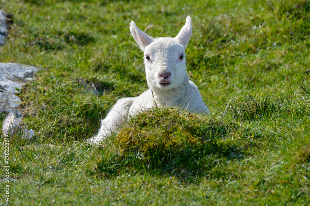agneau, mouton, jeune, race Shetland, Ile Shetland, Ecosse, Grande Bretagne