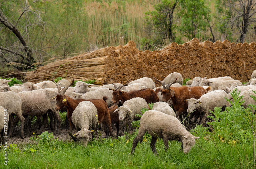 Fototapeta premium mouton, race Mérinos d'Arles, transhumance, canal du midi, Aigues Mortes, Gard, 30 , Camargue, région Languedoc Roussillon, France