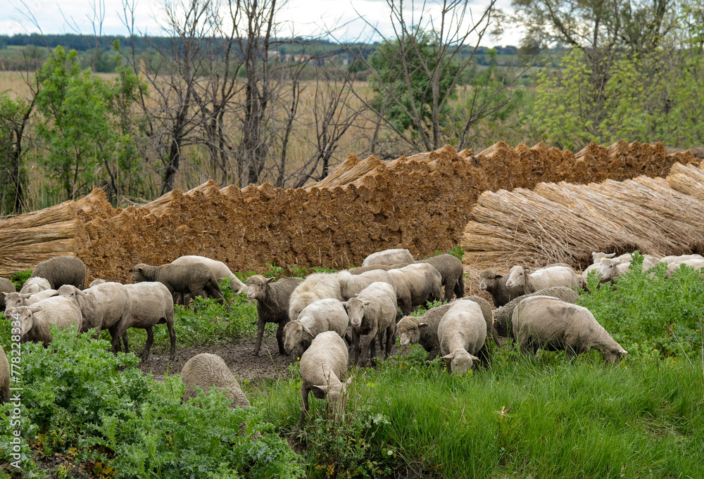 Fototapeta premium mouton, race Mérinos d'Arles, transhumance, canal du midi, Aigues Mortes, Gard, 30 , Camargue, région Languedoc Roussillon, France