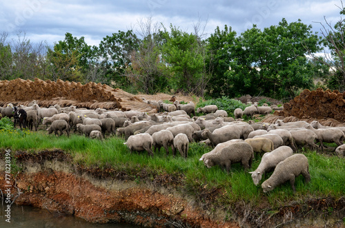 mouton, race Mérinos d'Arles, transhumance, canal du midi, Aigues Mortes, Gard, 30 , Camargue, région Languedoc Roussillon, France