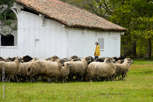 Mouton, race Landaise, maison landaise, Eco musée de Marquéze; Parc naturel des Landes de Gascogne; Région Aquitaine; Sabres; 40, France