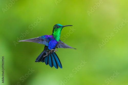 Green Crowned Woodnymph - Thalurania colombica hummingbird family Trochilidae, found in Belize and Guatemala to Peru, blue and green shiny bird flying on the colorful flowers background.  © Miroslav