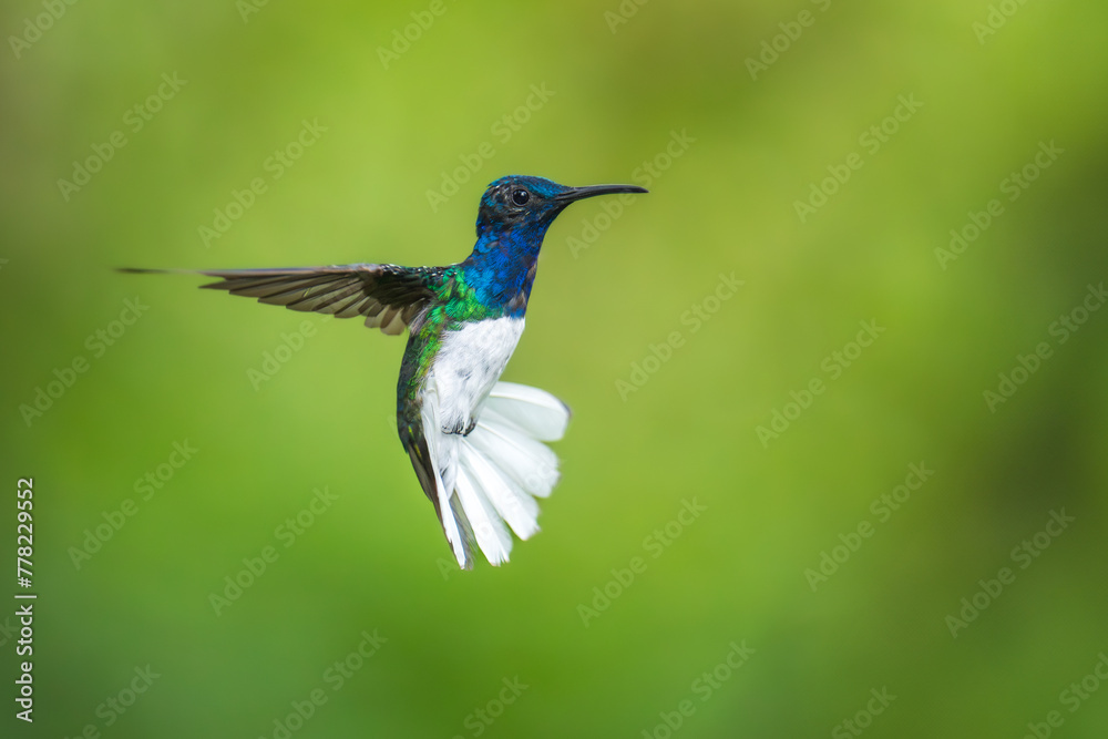Fototapeta premium Beautiful White-necked Jacobin hummingbird, Florisuga mellivora, hovering in the air with green and yellow background. Best humminbird of Ecuador.