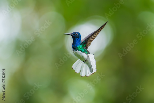 Beautiful White-necked Jacobin hummingbird, Florisuga mellivora, hovering in the air with green and yellow background. Best humminbird of Ecuador.