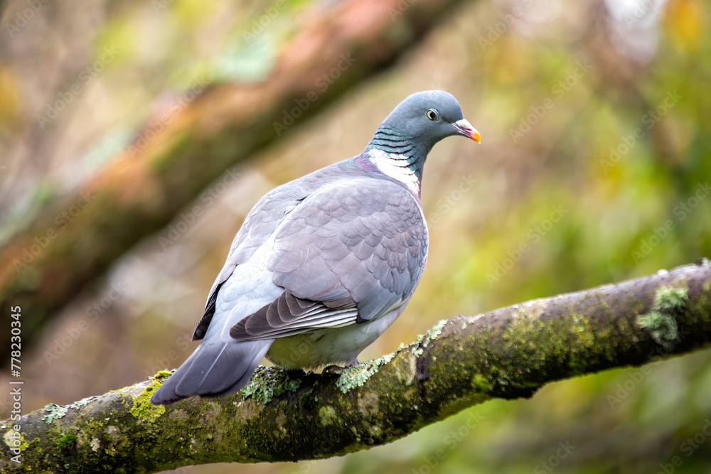 Wood Pigeon (Columba palumbus) - Widespread across Europe and Asia Wood Pigeon (Columba palumbus) - Widespread across Europe and Asia