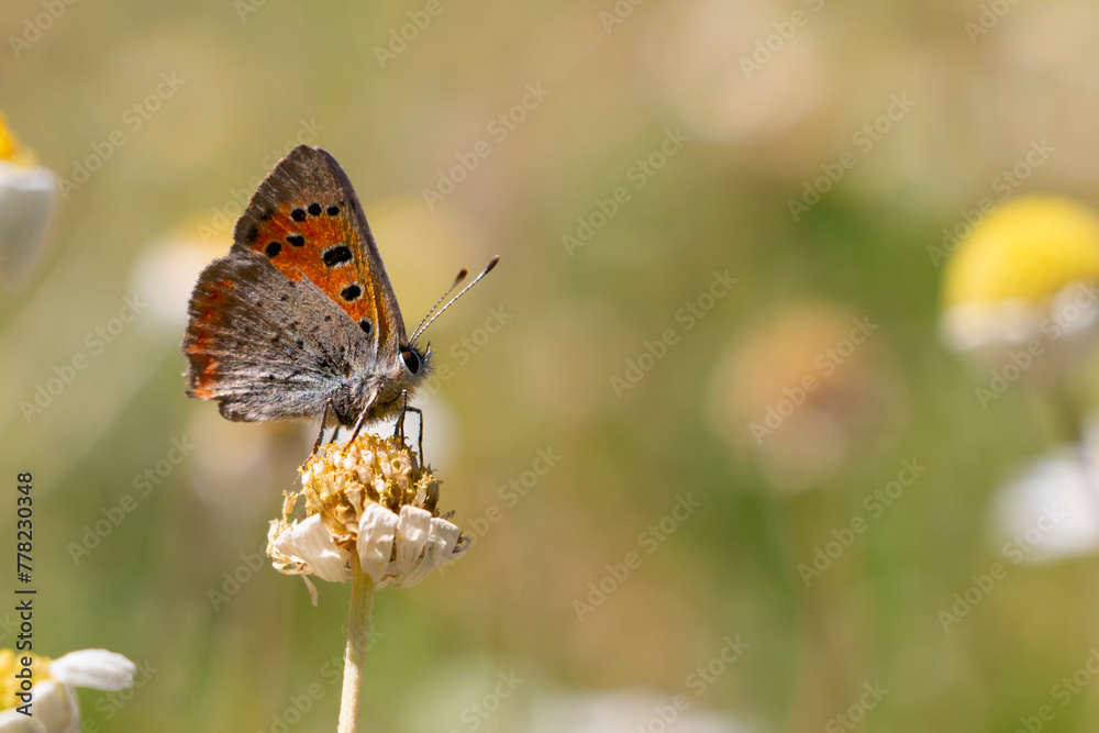 Obraz premium A small copper, American copper, or common copper butterfly sitting on a dry flower.