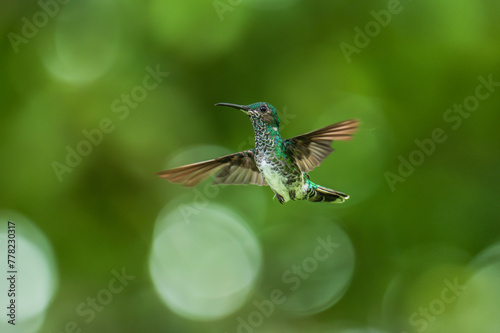 Beautiful female White-necked Jacobin hummingbird, Florisuga mellivora, hovering in the air with green and yellow background. Best humminbird of Ecuador.