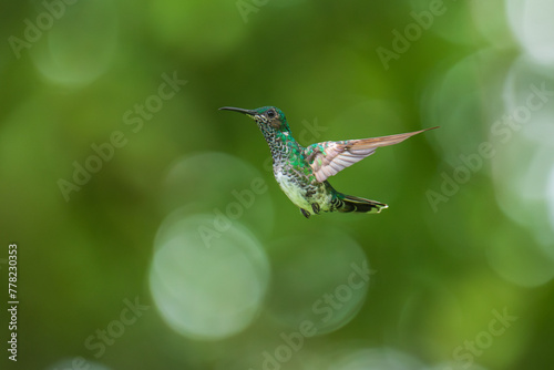 Beautiful female White-necked Jacobin hummingbird, Florisuga mellivora, hovering in the air with green and yellow background. Best humminbird of Ecuador.