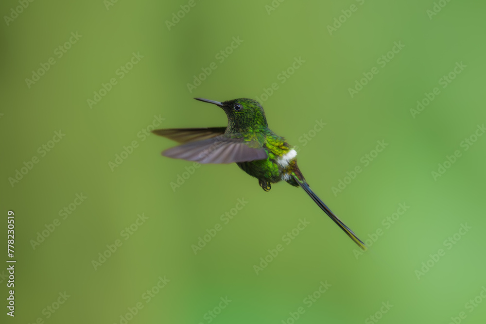 Fototapeta premium Green Thorntail - Best humminbirds, Discosura conversii small hummingbird in the brilliants, tribe Lesbiini of subfamily Lesbiinae, green bird found in Colombia, Costa Rica, Ecuador and Panama.