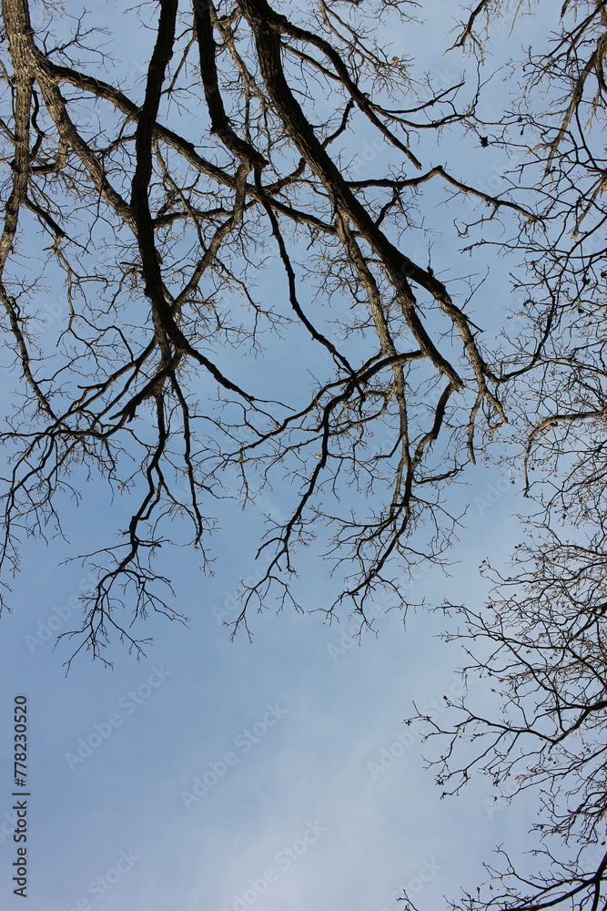 tree branches against blue sky tree branches against blue sky