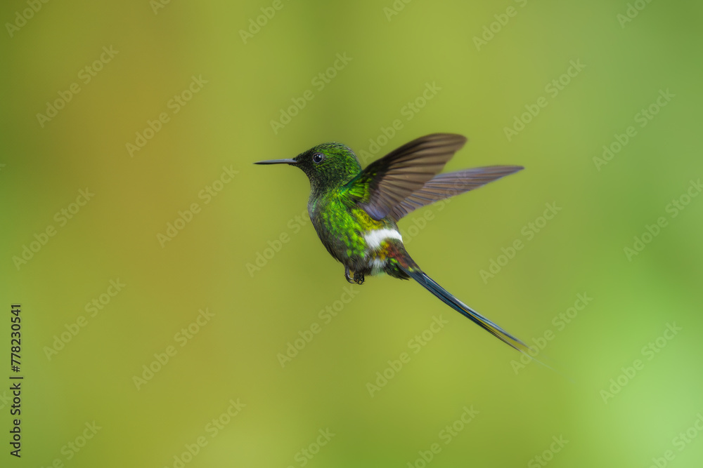 Fototapeta premium Green Thorntail - Best humminbirds, Discosura conversii small hummingbird in the brilliants, tribe Lesbiini of subfamily Lesbiinae, green bird found in Colombia, Costa Rica, Ecuador and Panama.