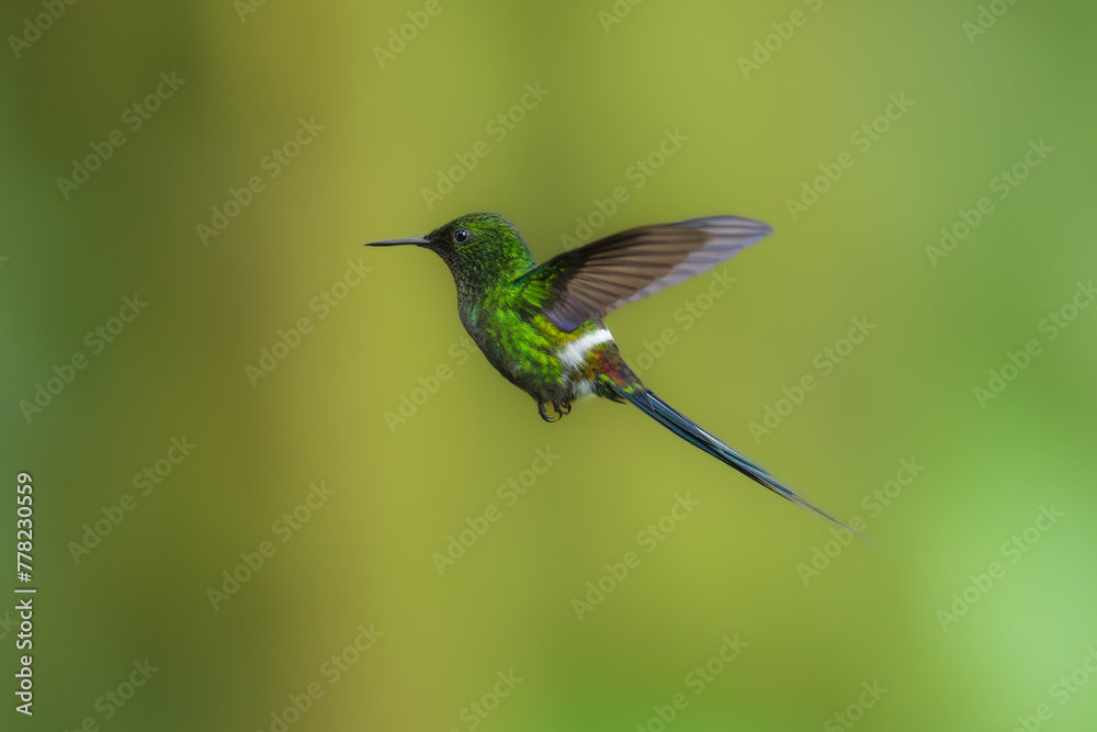 Fototapeta premium Green Thorntail - Best humminbirds, Discosura conversii small hummingbird in the brilliants, tribe Lesbiini of subfamily Lesbiinae, green bird found in Colombia, Costa Rica, Ecuador and Panama.