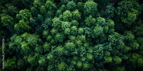 An aerial view of the green forest is portrayed in a style that merges dark emerald, dark indigo and emerald tones, scattered composition, and dark green elements. © Duka Mer