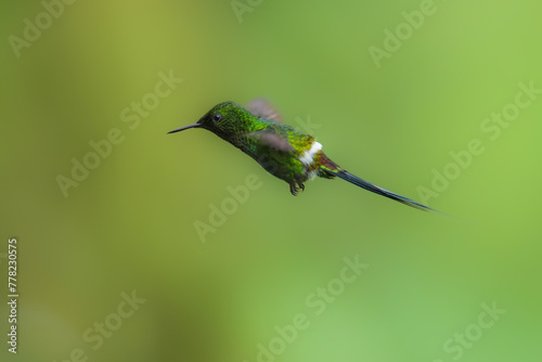 Green Thorntail - Best humminbirds, Discosura conversii small hummingbird in the brilliants, tribe Lesbiini of subfamily Lesbiinae, green bird found in Colombia, Costa Rica, Ecuador and Panama.