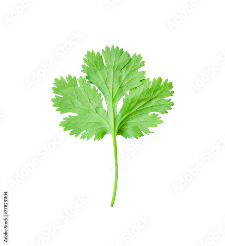Top view of fresh green coriander or Chinese parsley leaf isolated with clipping path in png file format