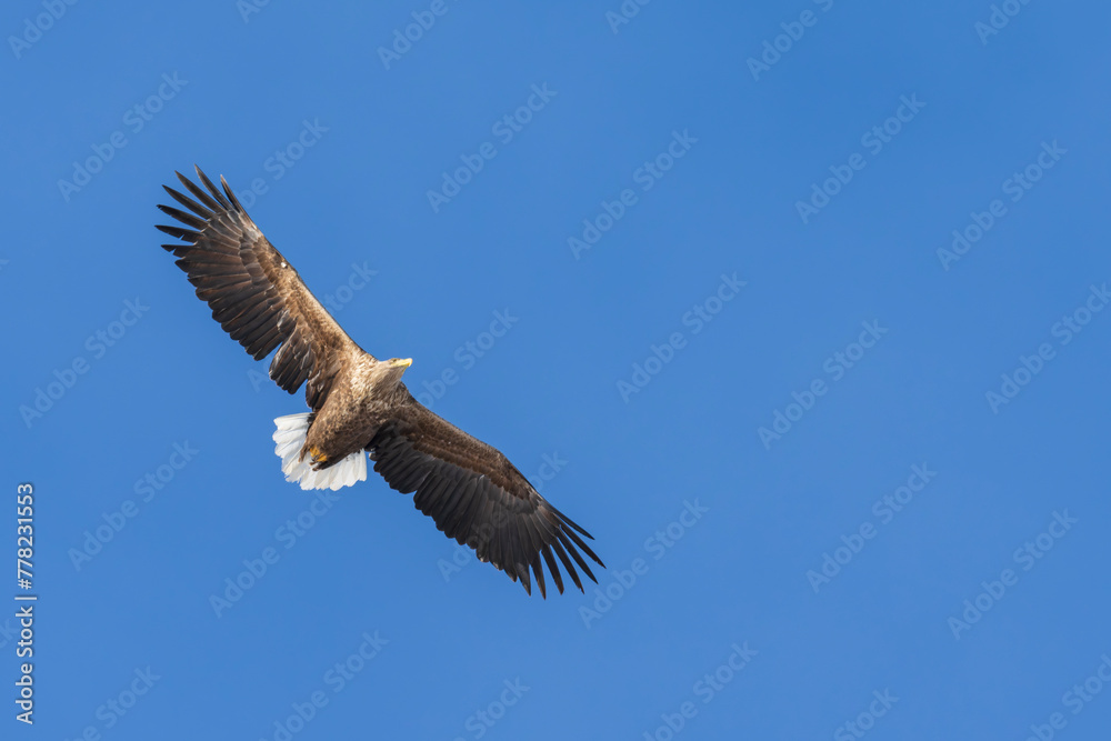 White-tailed eagle (Haliaeetus albicilla) White-tailed eagle (Haliaeetus albicilla)