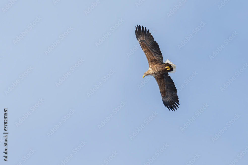 White-tailed eagle (Haliaeetus albicilla) White-tailed eagle (Haliaeetus albicilla)