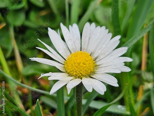 Small chamomile on the background of the lawn close-up
