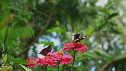 Zinia or flower ratna is a flower in the form of bushes and small shrubs.  This flower has a very thin and stiff flower crown similar to a sheet of paper photo