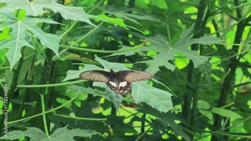 The common rose butterfly Pachliopta aristolochiae photo