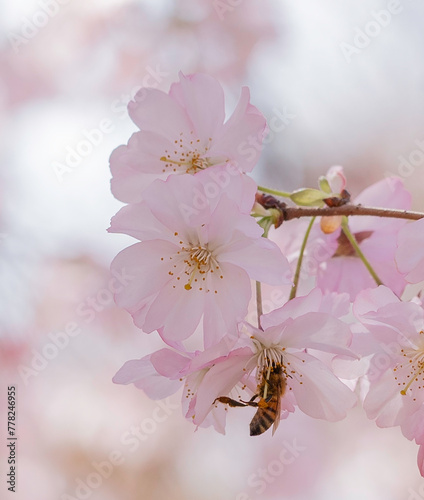 bee on pink cherry tree