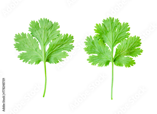 Top view set of fresh green coriander or Chinese parsley leaf isolated with clipping path in png file format