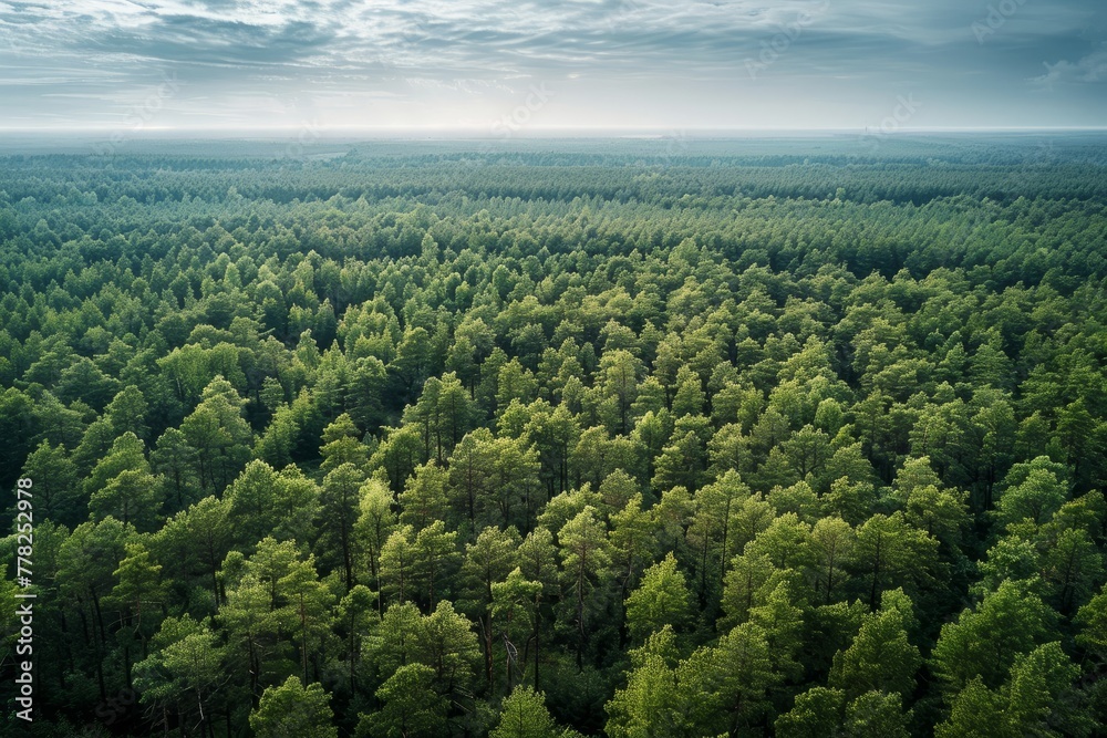 A vast forest landscape filled with numerous green trees stretching as far as the eye can see