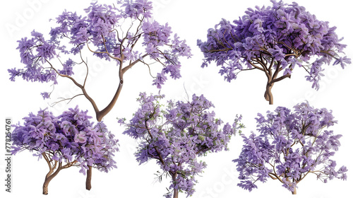 Jacaranda digital art in 3D with transparent background: A top view flat lay of vibrant purple spring blooms isolated for creative botanical design.