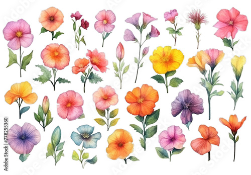 Illustration watercolor Floral in Garden, wildflower, colorful flowers, on transparent background with png file. Cut out background.