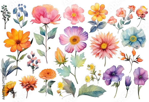 Illustration watercolor Floral in Garden  wildflower  colorful flowers  on transparent background with png file. Cut out background.