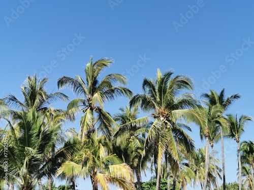 Tropical natural palm trees coconuts blue sky in Mexico.