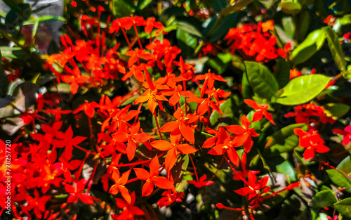 Red orange yellow flowers plants in tropical forest nature Mexico.