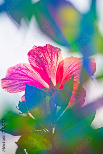 colorful hibiscus flowers in summer
