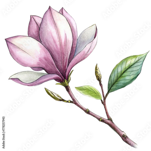 A pink magnolia flower is the central focus  with its petals gently overlapped and the interior gradient softly blending from white to a deeper pink