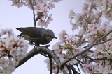 Brown-eared Bulbul on tree, sucking nectar from Cherry blossoms