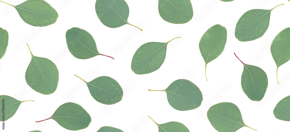 Eucalyptus leaves seamless pattern isolated on white background. Eucalyptus leaves seamless pattern isolated on white background.