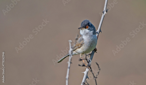 Menetries's Warbler (Sylvia mystacea) lives in gardens and open wooded areas in the southeastern region of Turkey. It is also seen in suitable habitats in Asia, Europe and Africa. photo