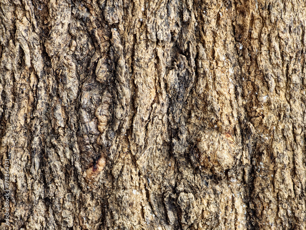 The surface of the bark of perennial trees is cream to brown, sometimes dark, sometimes light. There are wood grains or objects raised or attached to the surface The surface of the bark of perennial trees is cream to brown, sometimes dark, sometimes light. There are wood grains or objects raised or attached to the surface