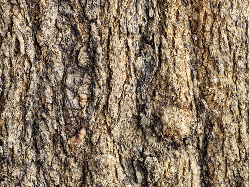 The surface of the bark of perennial trees is cream to brown, sometimes dark, sometimes light. There are wood grains or objects raised or attached to the surface