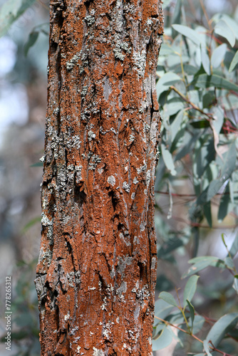 Close up of the Australian native Mugga tree trunk or Red Ironbark Eucalyptus sideroxylon, family Myrtaceae. Hardwood used for timber, heavy construction, sleepers, poles, flooring, furniture, turning