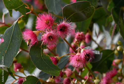 Bees on pink blossoms of the Australian native Mugga or Red Ironbark Eucalyptus sideroxylon, family Myrtaceae, in central west NSW. Small to medium gum tree endemic to dry sclerophyll forest 