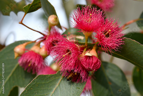 Close up of pink red blossoms of the Australian native Mugga or Red Ironbark Eucalyptus sideroxylon, family Myrtaceae, in central west NSW. Small to medium gum tree endemic to dry sclerophyll forest photo