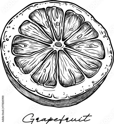 Lemon, grapefruit, orange hand drawn vector illustration on white